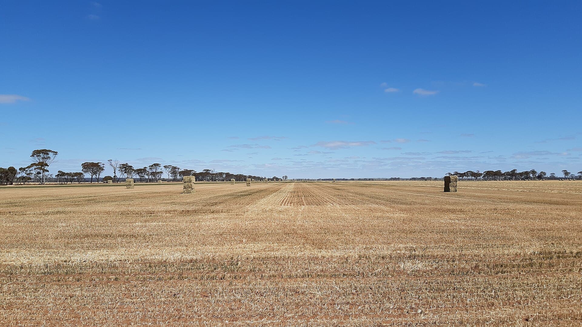 Harvested wheat fields east of Kulin, Western Australia, on the Kulin to Lake Grace Road.