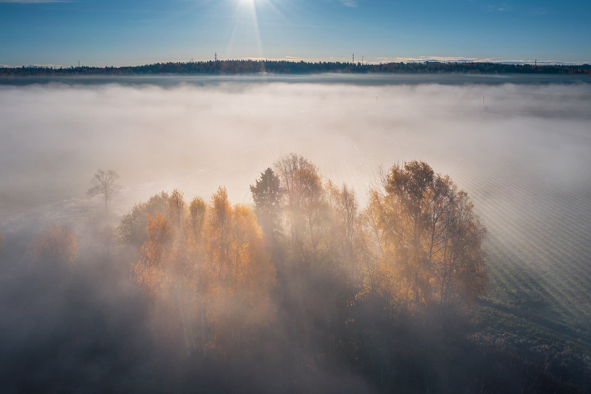 Morning fog in trees beside a river and open fields.