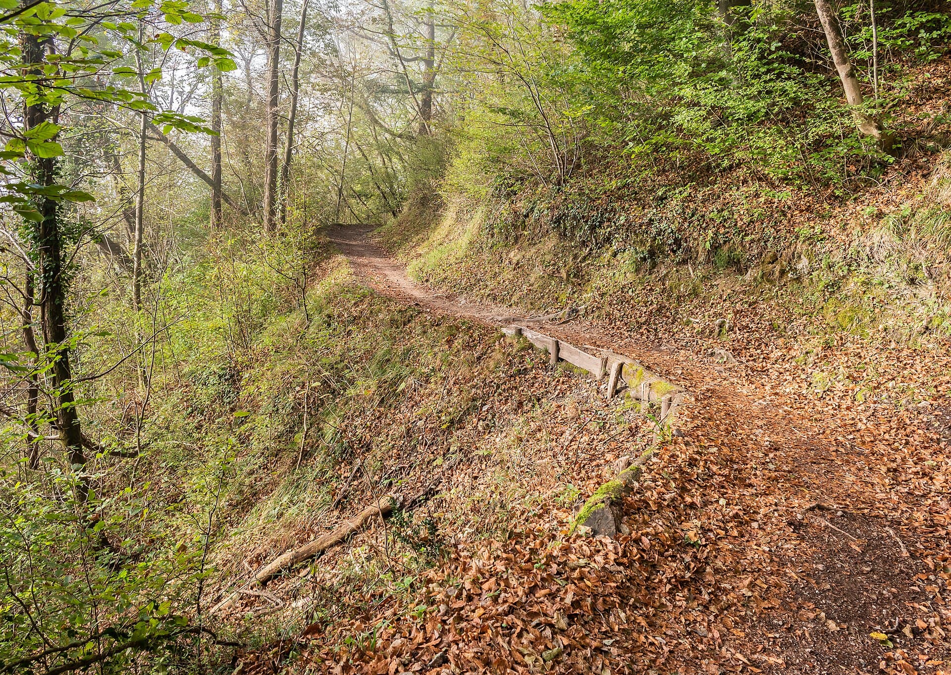 A narrow walking path through green woodland.