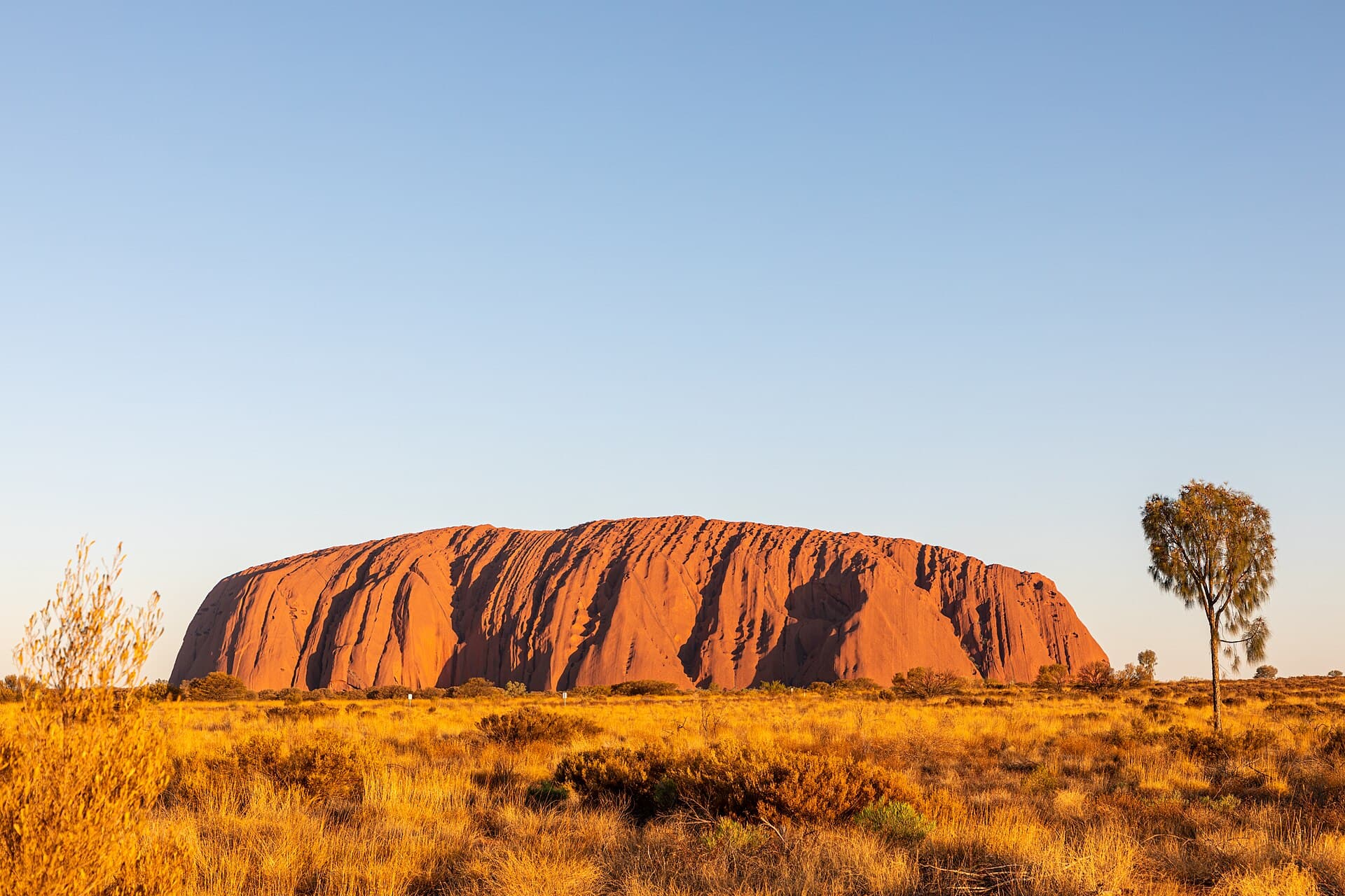 Uluru at sunset on Anangu country, with red earth, spinifex and a wide clear sky.
