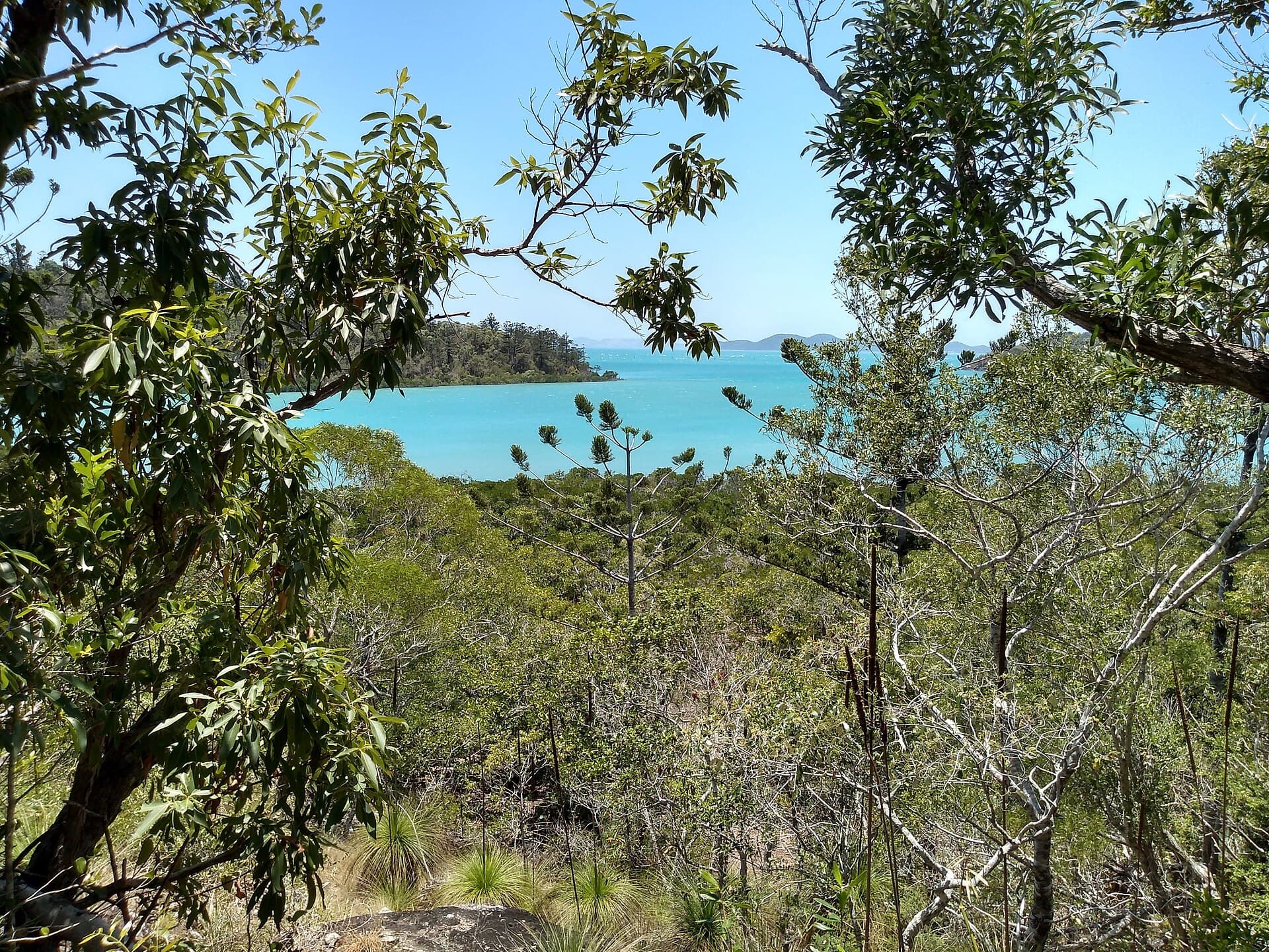 A sandy walking track through coastal bushland in Conway National Park, Queensland.