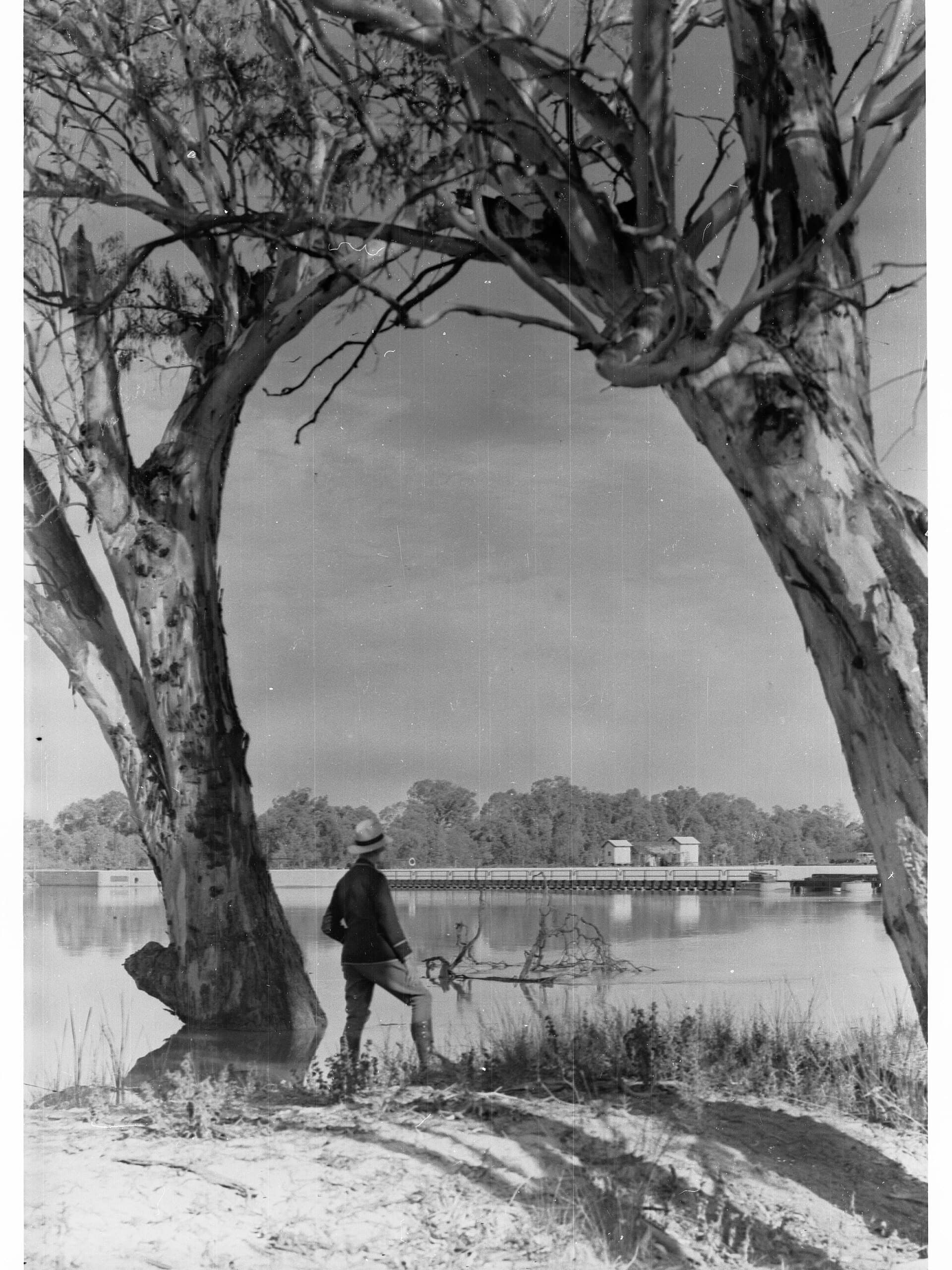 Wide view of the Murray River in South Australia, with calm water and riverbank vegetation.